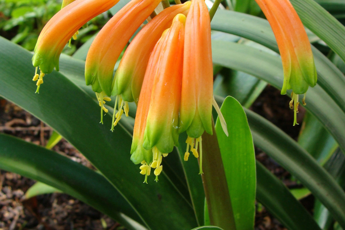 Clivia gardenii